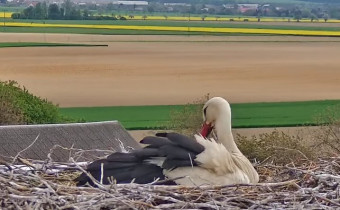 Preview webcam image Dlouhá Loučka - stork's nest