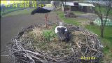 Preview webcam image Dětmarovice - stork nest